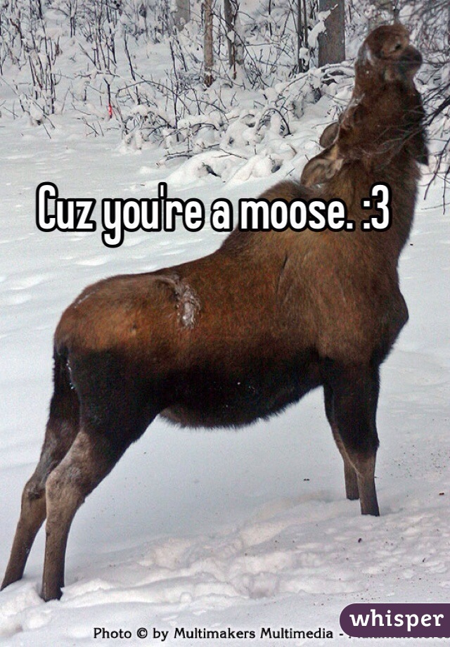 Cuz you're a moose. :3