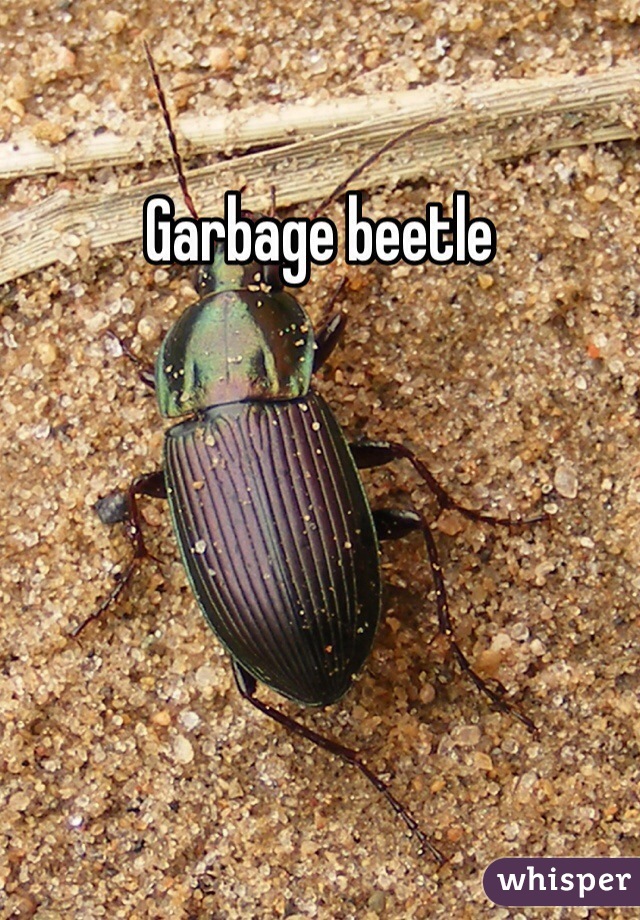 Garbage beetle 