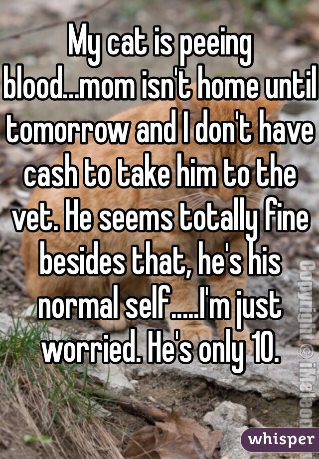 My cat is peeing blood...mom isn't home until tomorrow and I don't have cash to take him to the vet. He seems totally fine besides that, he's his normal self.....I'm just worried. He's only 10.