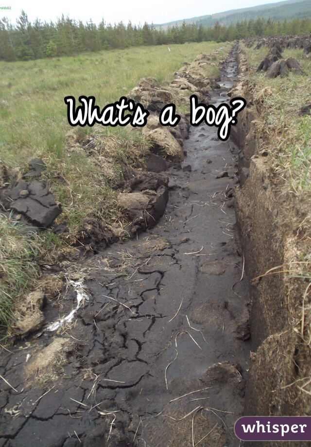 What's a bog?