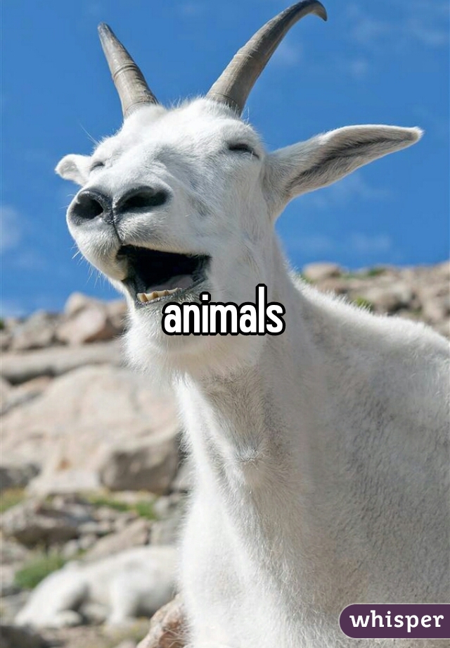 animals