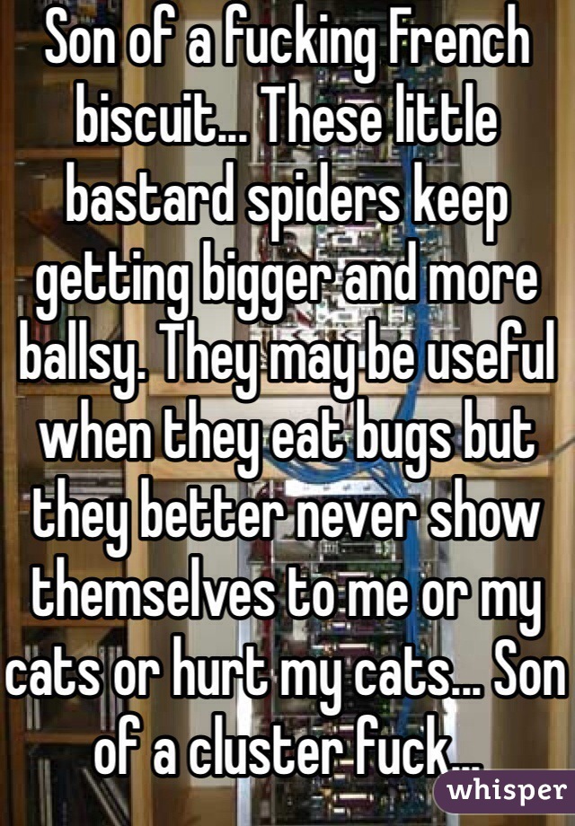 Son of a fucking French biscuit... These little bastard spiders keep getting bigger and more ballsy. They may be useful when they eat bugs but they better never show themselves to me or my cats or hurt my cats... Son of a cluster fuck...