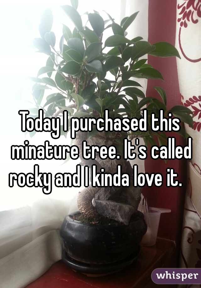 Today I purchased this minature tree. It's called rocky and I kinda love it.   