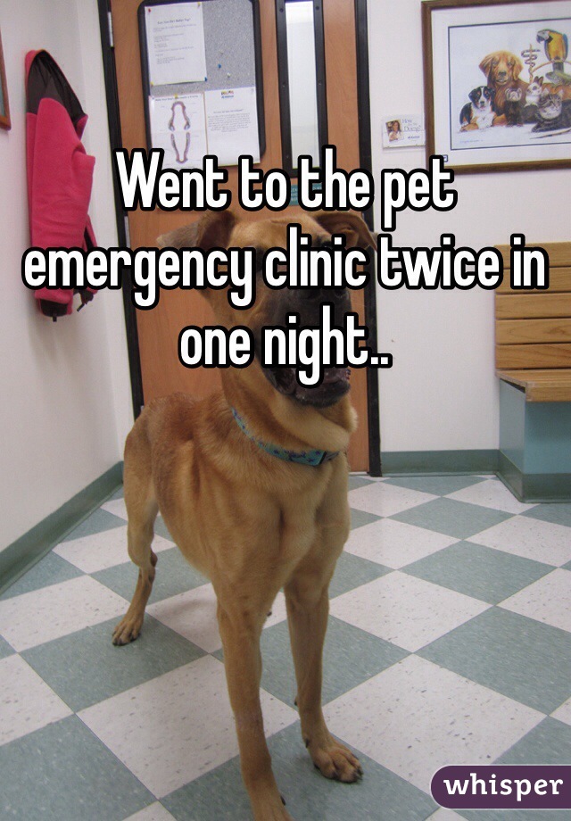 Went to the pet emergency clinic twice in one night..
