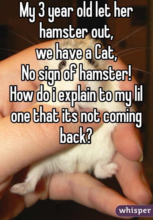 My 3 year old let her hamster out, 
we have a Cat, 
No sign of hamster!
How do i explain to my lil one that its not coming back? 