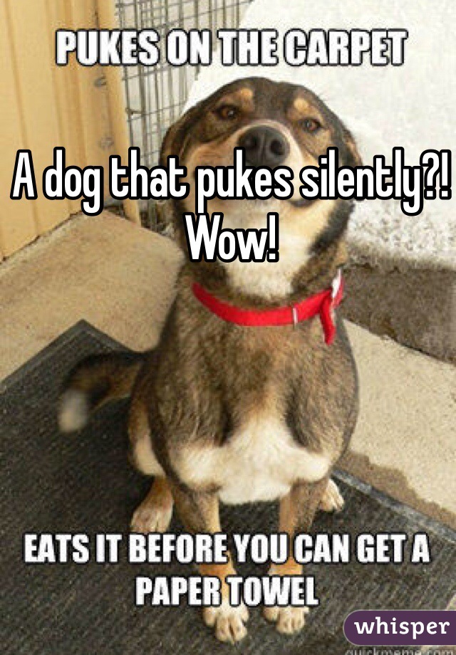 A dog that pukes silently?! Wow!