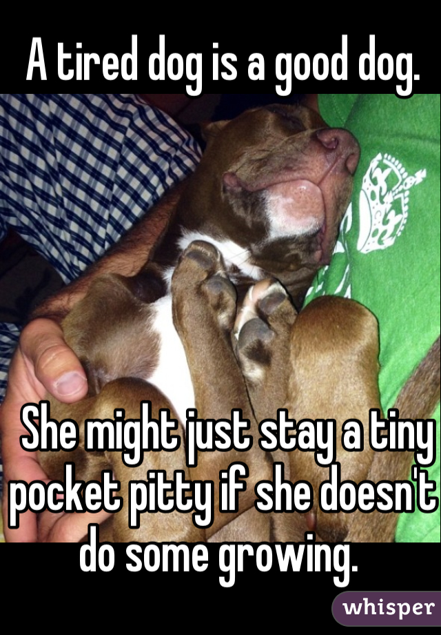 A tired dog is a good dog.





 She might just stay a tiny pocket pitty if she doesn't do some growing. 