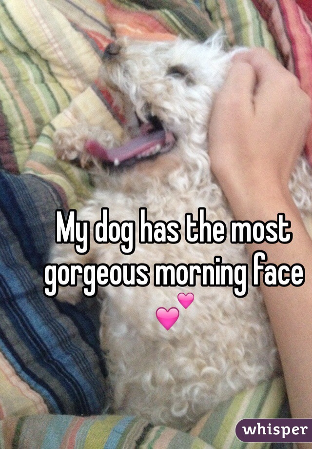 My dog has the most gorgeous morning face 💕