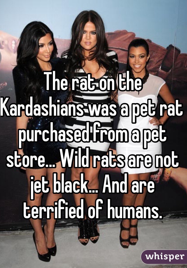The rat on the Kardashians was a pet rat purchased from a pet store... Wild rats are not jet black... And are terrified of humans.