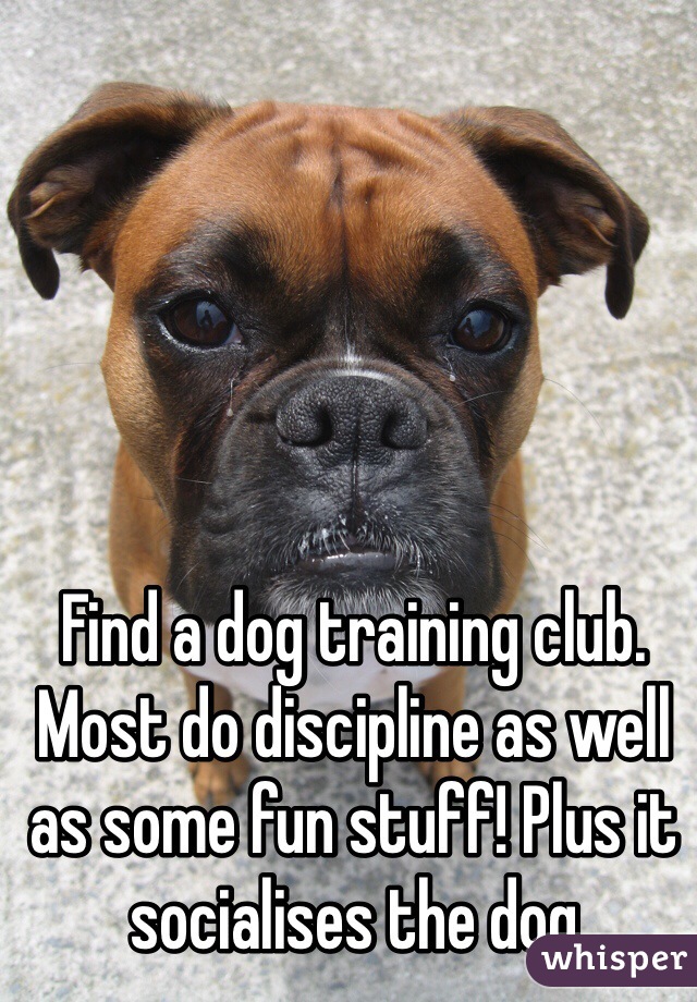 Find a dog training club. Most do discipline as well as some fun stuff! Plus it socialises the dog