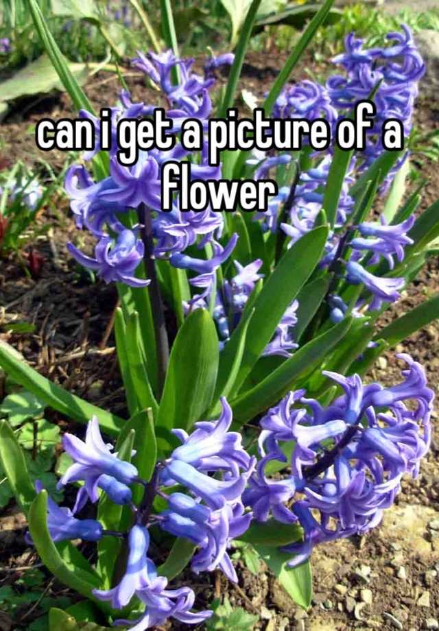 can-i-get-a-picture-of-a-flower