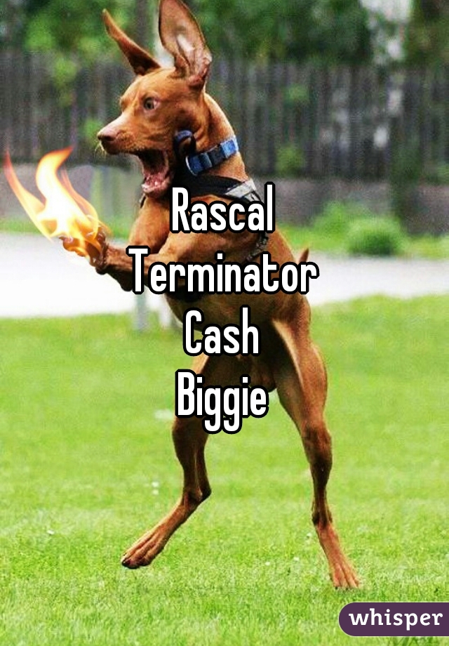 Rascal
Terminator
Cash
Biggie
