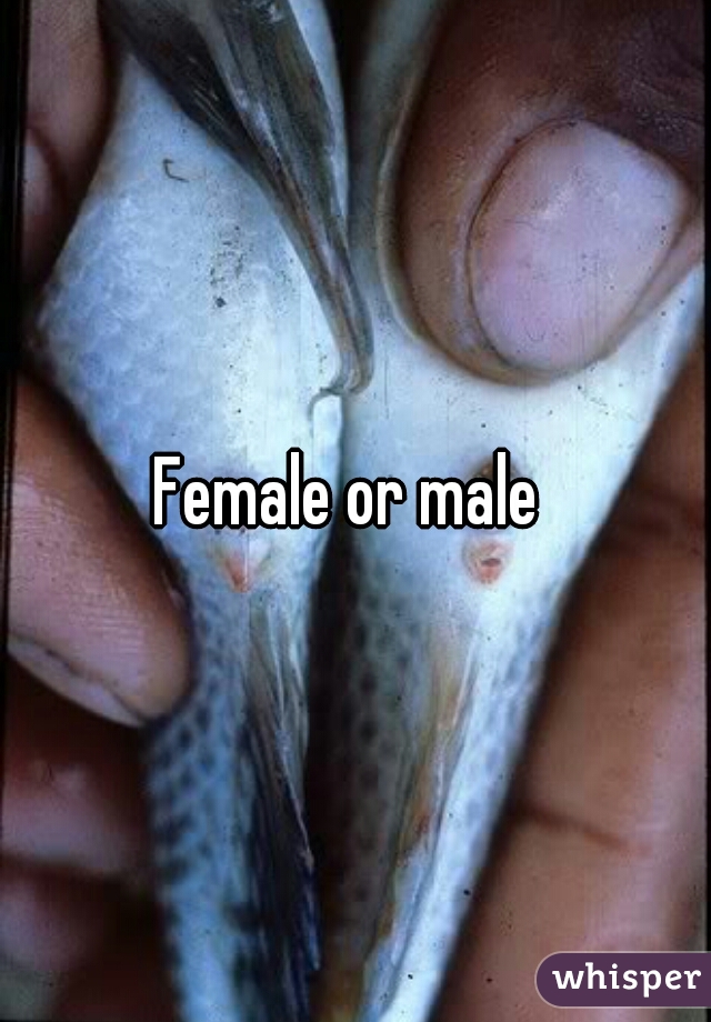 Female or male 