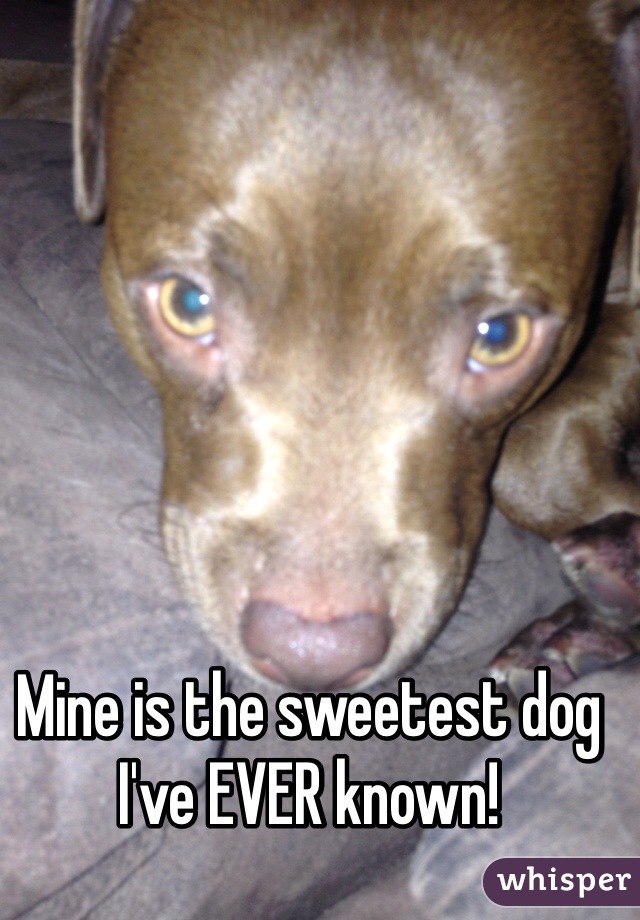 Mine is the sweetest dog I've EVER known!