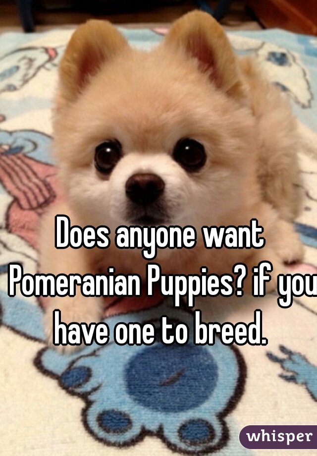 Does anyone want Pomeranian Puppies? if you have one to breed. 