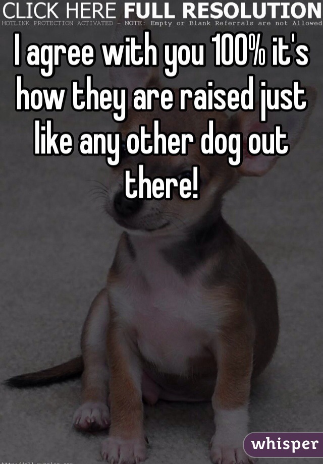 I agree with you 100% it's how they are raised just like any other dog out there! 