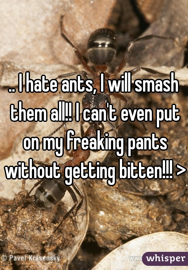 .. I hate ants, I will smash them all!! I can't even put on my freaking pants without getting bitten!!! >(