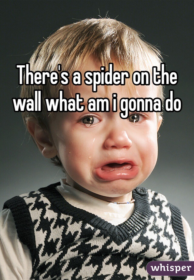 There's a spider on the wall what am i gonna do 