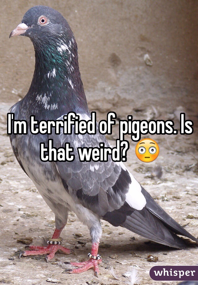 I'm terrified of pigeons. Is that weird? 😳