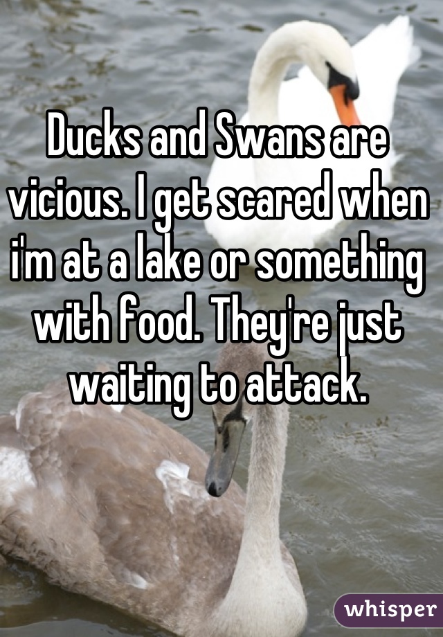 Ducks and Swans are vicious. I get scared when i'm at a lake or something with food. They're just waiting to attack.