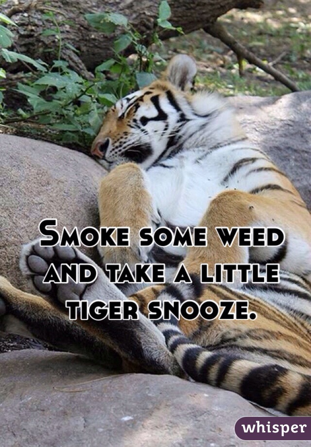Smoke some weed and take a little tiger snooze.