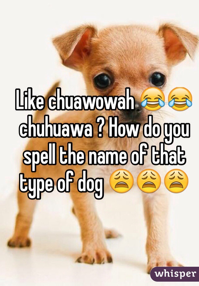 Like chuawowah 😂😂 chuhuawa ? How do you spell the name of that type of dog 😩😩😩