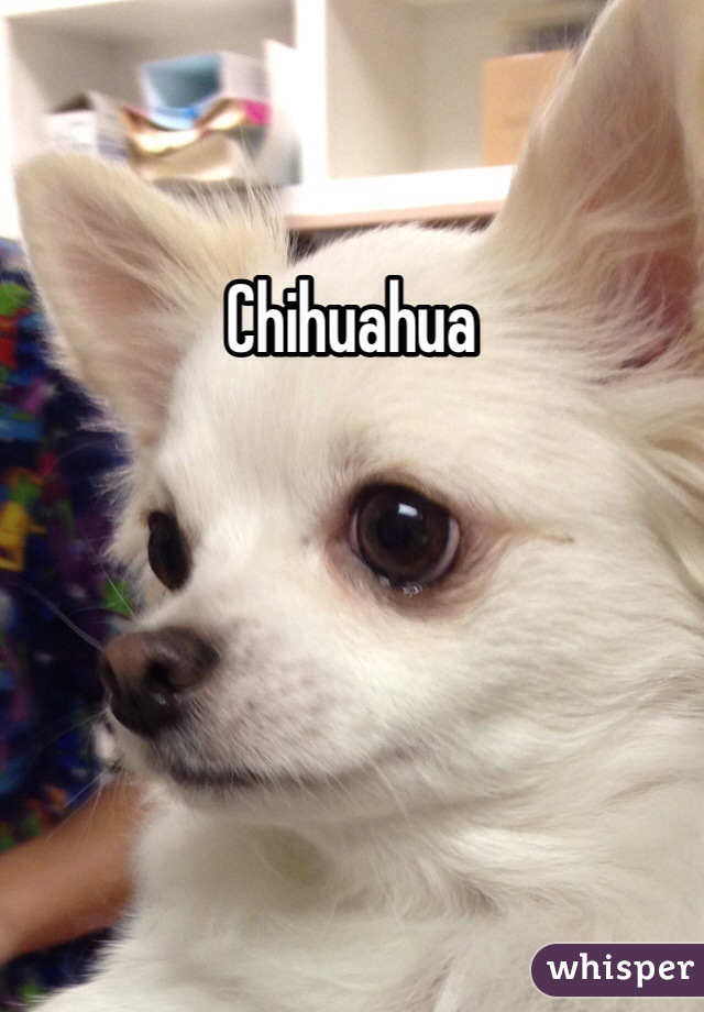 Chihuahua 