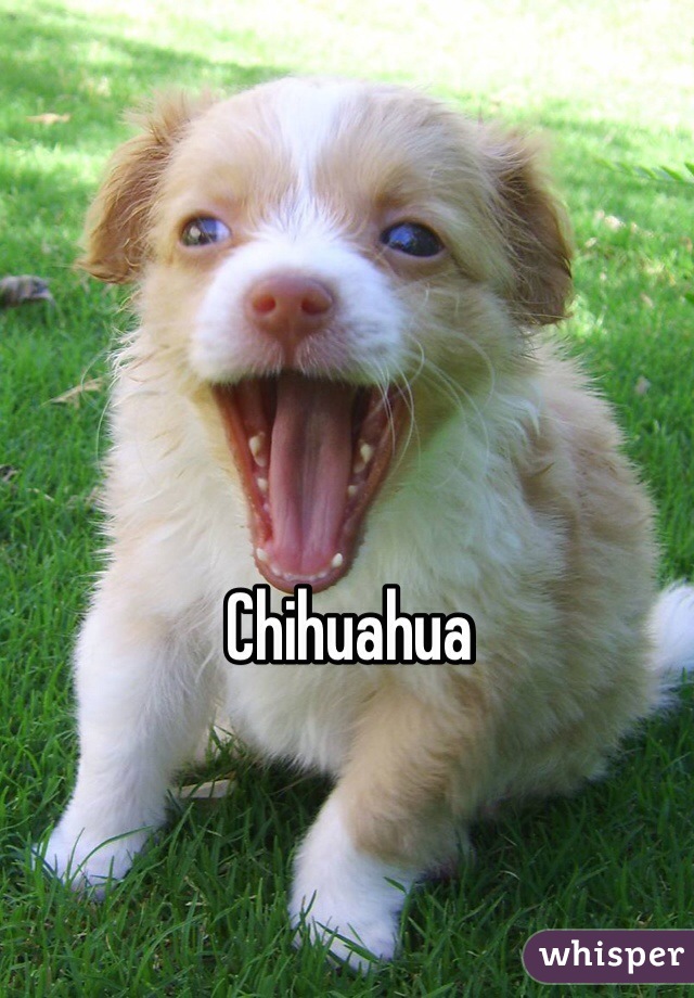 Chihuahua 