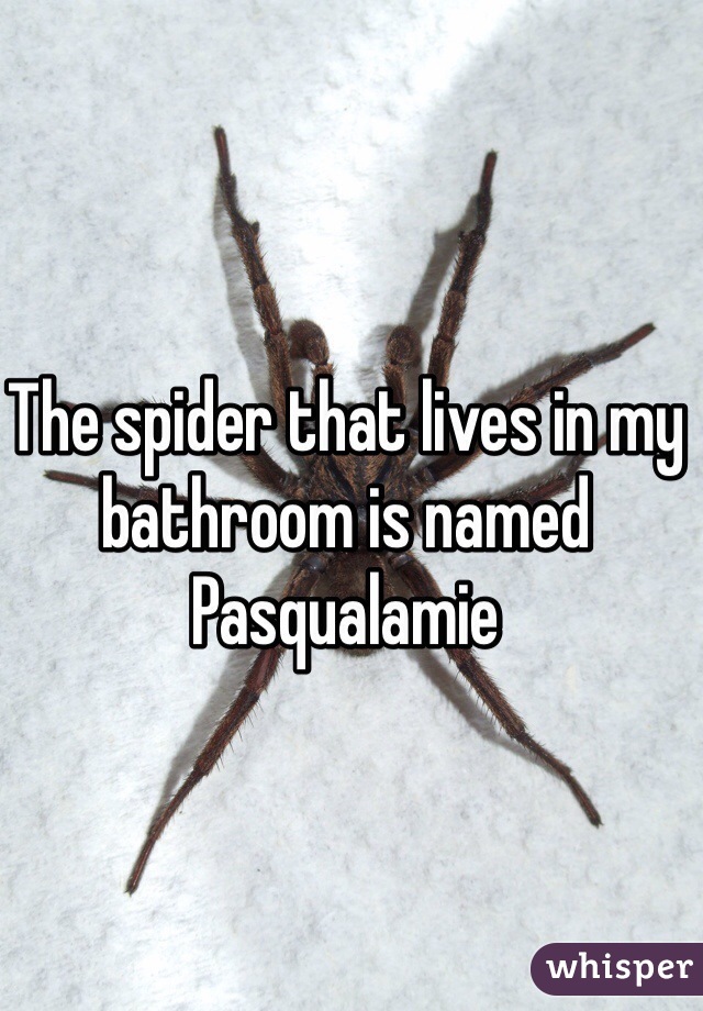 The spider that lives in my bathroom is named Pasqualamie