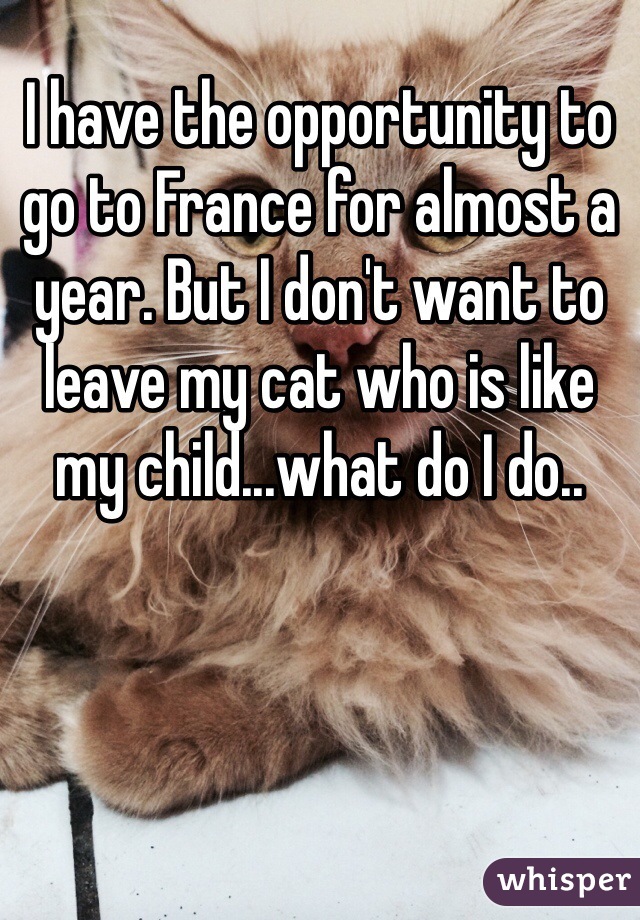 I have the opportunity to go to France for almost a year. But I don't want to leave my cat who is like my child...what do I do..