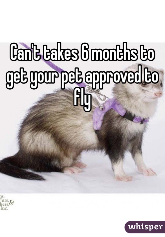 Can't takes 6 months to get your pet approved to fly
