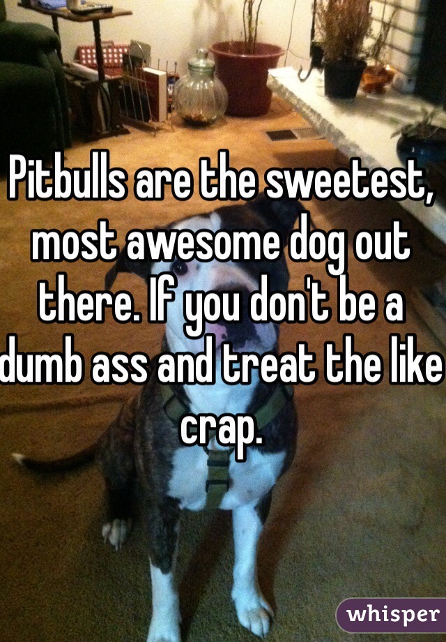 Pitbulls are the sweetest, most awesome dog out there. If you don't be a dumb ass and treat the like crap. 