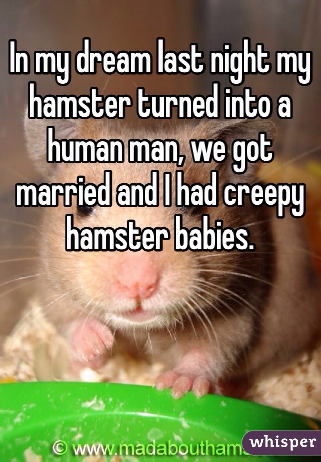 In my dream last night my hamster turned into a human man, we got married and I had creepy hamster babies.