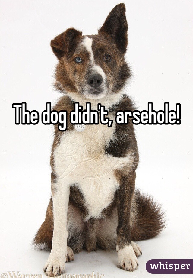 

The dog didn't, arsehole!