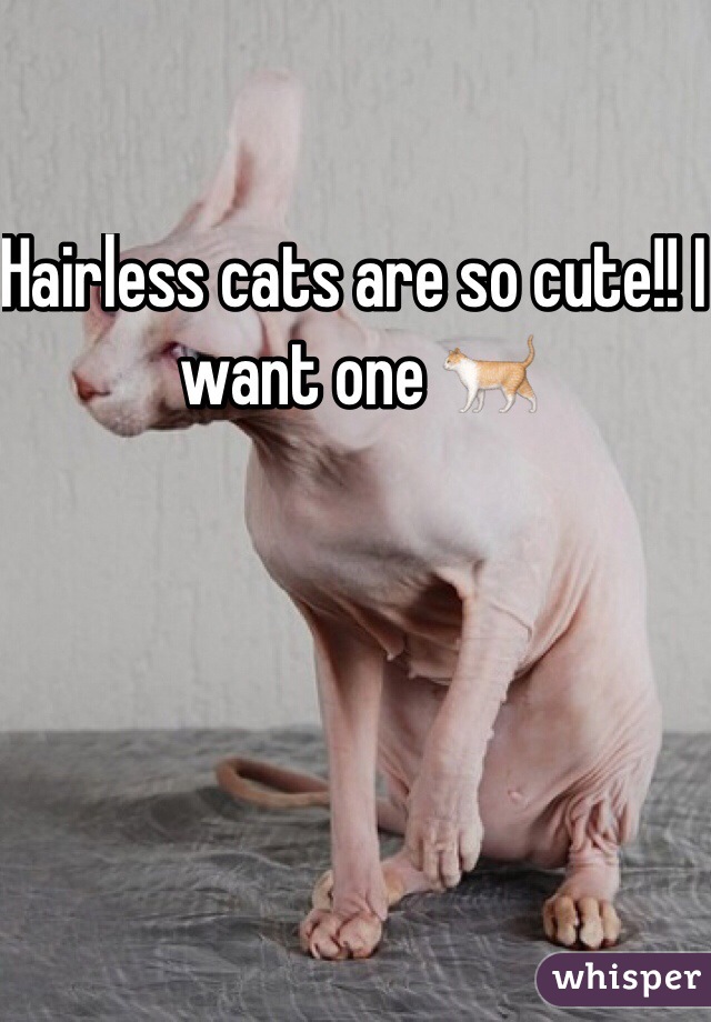 Hairless cats are so cute!! I want one 🐈
