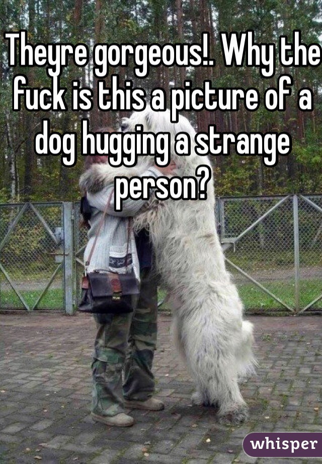 Theyre gorgeous!. Why the fuck is this a picture of a dog hugging a strange person?