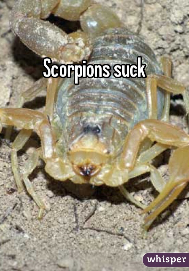Scorpions suck