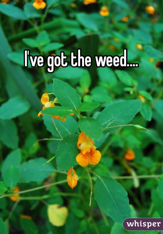 I've got the weed....