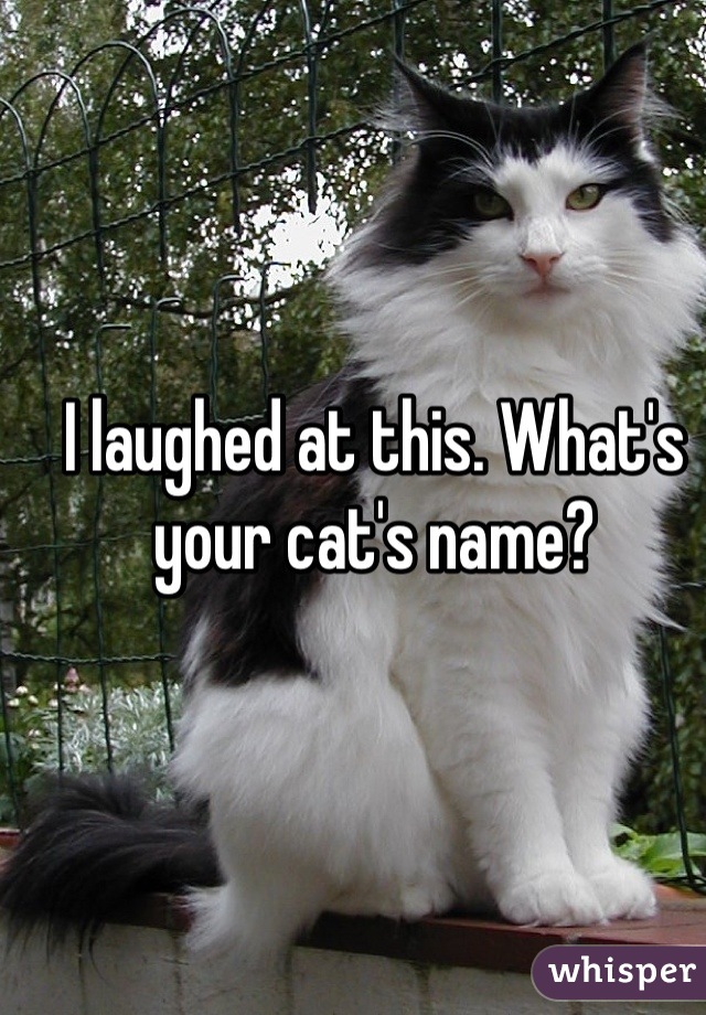 I laughed at this. What's your cat's name?