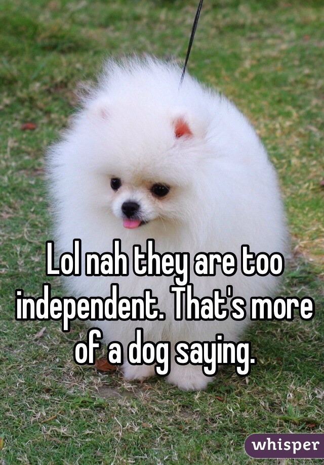 Lol nah they are too independent. That's more of a dog saying.