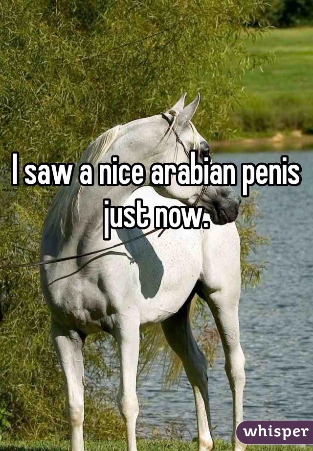 I saw a nice arabian penis just now.
