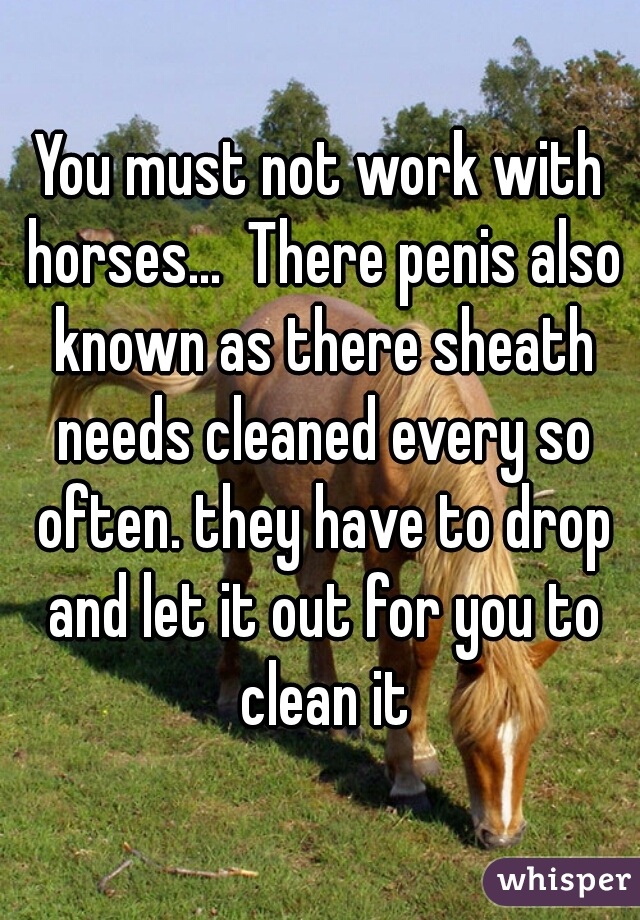 You must not work with horses...  There penis also known as there sheath needs cleaned every so often. they have to drop and let it out for you to clean it