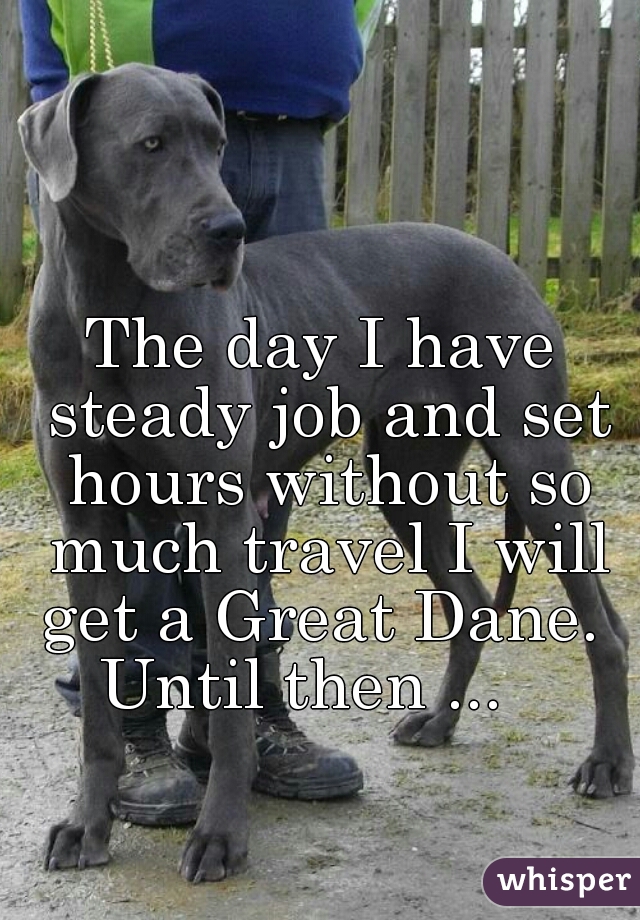 The day I have steady job and set hours without so much travel I will get a Great Dane. 
Until then ...  