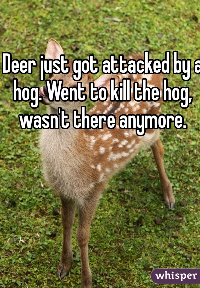 Deer just got attacked by a hog. Went to kill the hog,  wasn't there anymore. 