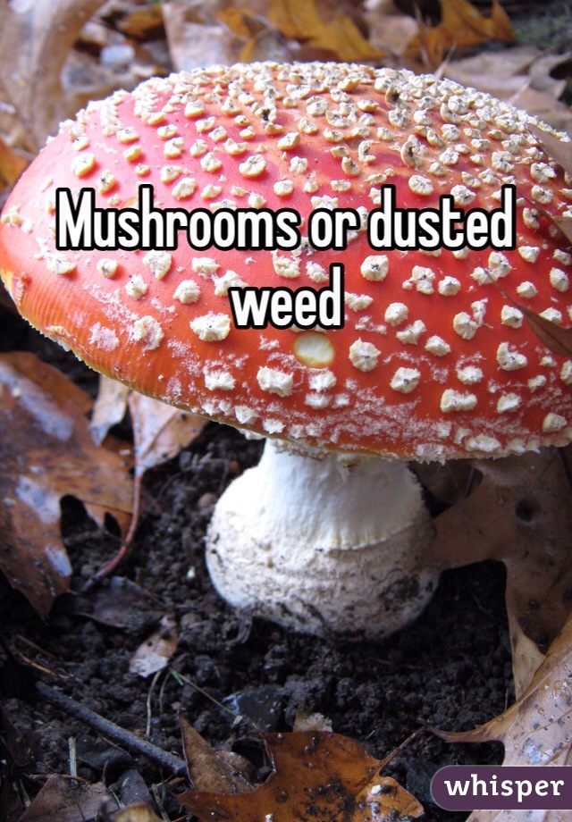 Mushrooms or dusted weed