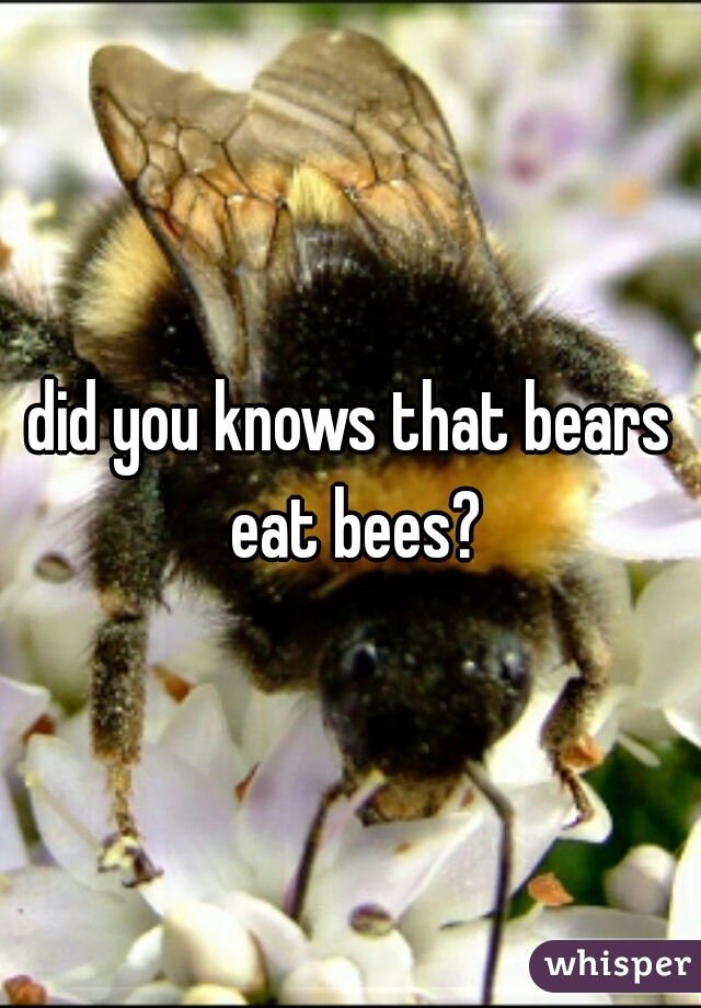 did you knows that bears eat bees?