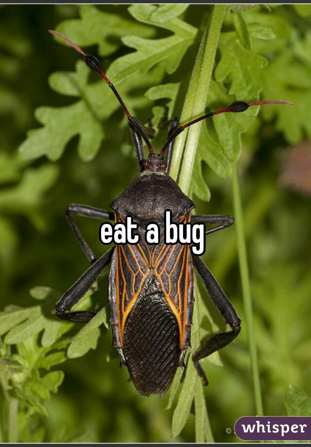 eat a bug
