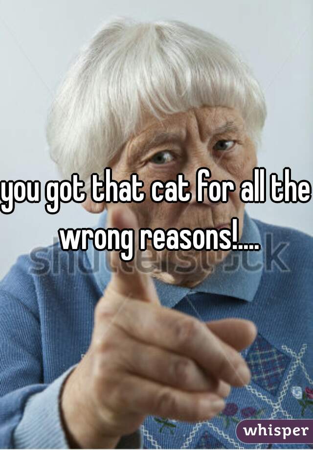 you got that cat for all the wrong reasons!....