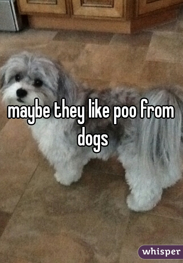 maybe they like poo from dogs