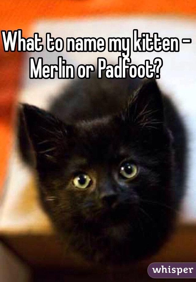 What to name my kitten - 
Merlin or Padfoot? 